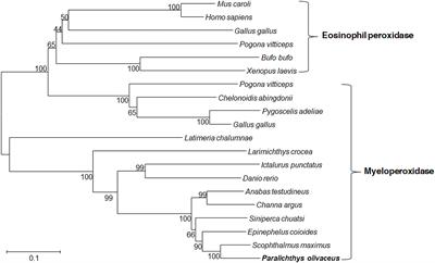 Characterization of myeloperoxidase and its contribution to antimicrobial effect on extracellular traps in flounder (Paralichthys olivaceus)